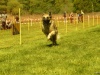 Hunde-0039