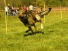 Hunde-0040