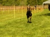 Hunde-0041