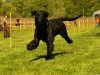 Hunde-0043