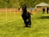 Hunde-0044