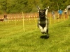 Hunde-0045