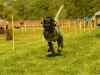 Hunde-0046