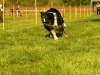 Hunde-0047