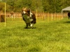 Hunde-0048