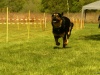 Hunde-0049