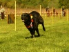 Hunde-0050