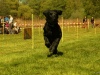 Hunde-0051