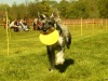 Hunde-0052