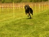 Hunde-0054