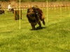 Hunde-0055
