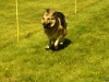 Hunde-0056