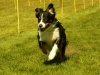Hunde-0057