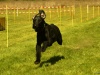Hunde-0058