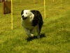 Hunde-0059