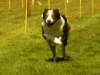 Hunde-0060