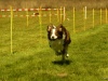 Hunde-0061