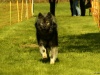 Hunde-0062