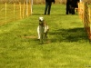 Hunde-0063