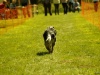 Hunde-0064