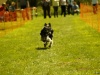 Hunde-0065