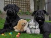 Ostern