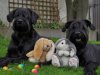 Ostern