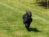 Hunderennen_2015 (100)