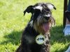 Hunderennen_2015 (121)