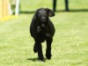 Hunderennen_2015 (28)