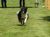 Hunderennen_2015 (29)