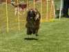 Hunderennen_2015 (30)