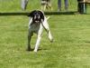 Hunderennen_2015 (31)