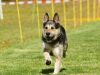 Hunderennen_2015 (32)