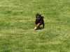 Hunderennen_2015 (35)