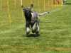 Hunderennen_2015 (37)