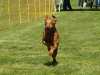 Hunderennen_2015 (38)