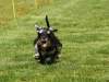 Hunderennen_2015 (41)