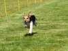 Hunderennen_2015 (42)