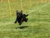 Hunderennen_2015 (43)