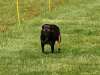 Hunderennen_2015 (44)