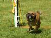 Hunderennen_2015 (46)