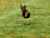 Hunderennen_2015 (47)