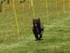 Hunderennen_2015 (48)