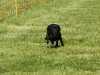Hunderennen_2015 (49)