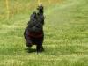 Hunderennen_2015 (50)