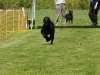 Hunderennen_2015 (51)