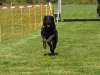 Hunderennen_2015 (53)
