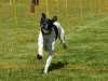 Hunderennen_2015 (55)