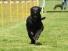 Hunderennen_2015 (58)